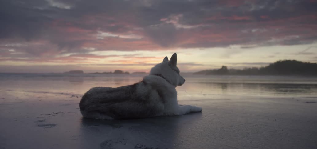 A dog sits on a beach at sunrise