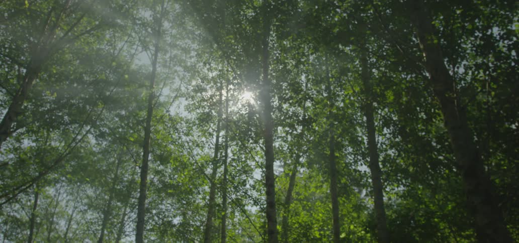 The sun is peeking into the forest ahead