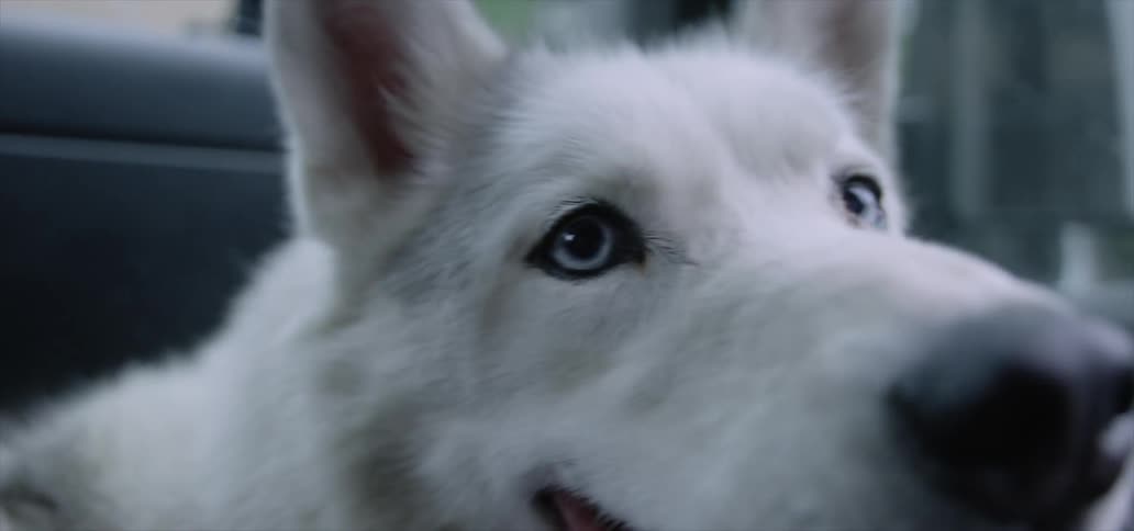 A white dog pants and looks around