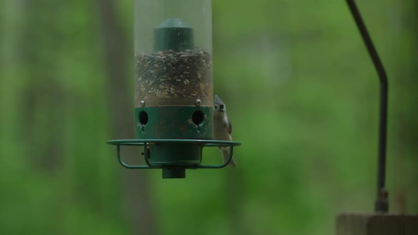 Two birds eating from a dangling bird feeder