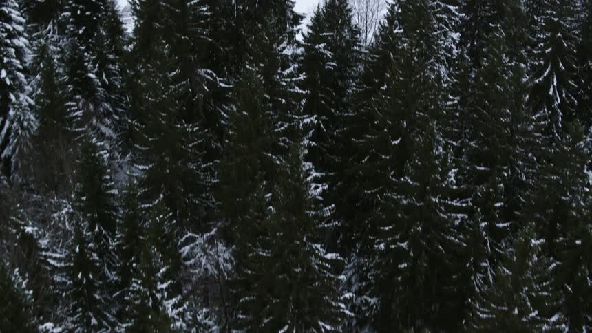 A wind turbine spins on a snow covered hill above trees in a forest