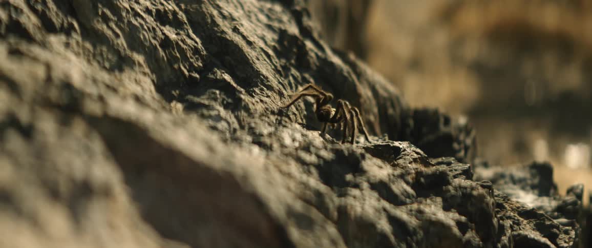 A spider crawls along a rockface outdoors during the day