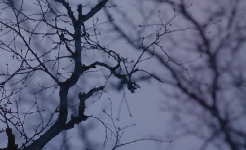 A bare tree branch swaying in the wind
