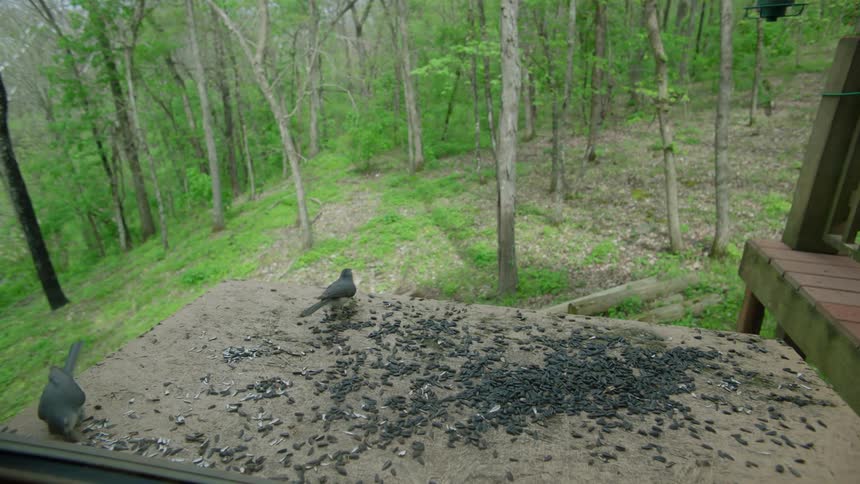 Birds pecking at seeds by a forest