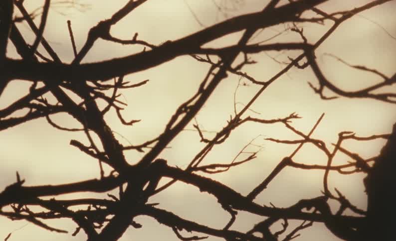 Bare tree branches swaying in the wind