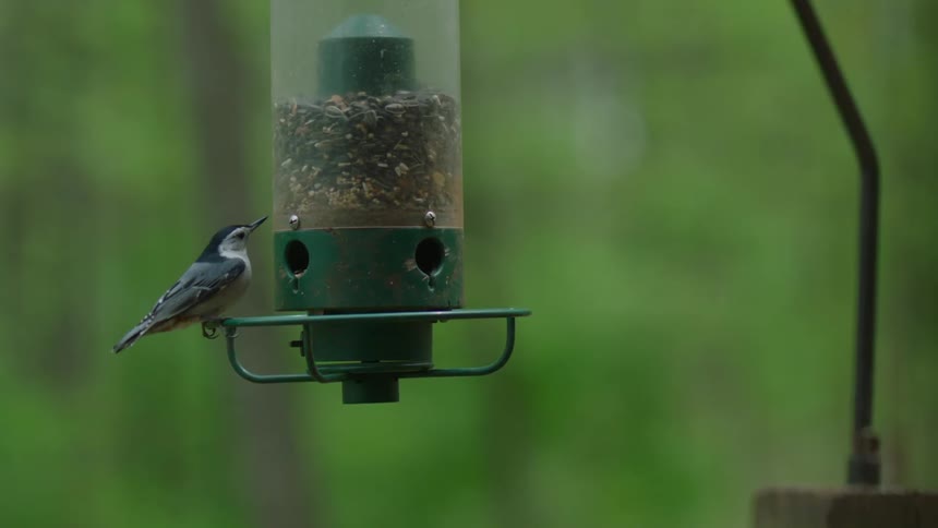 A bird feeder with a black and white bird landing on it and eating from it