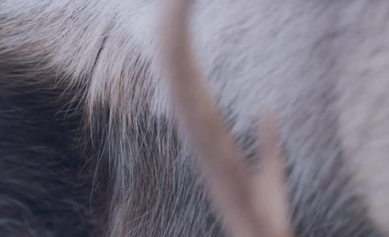An up close of white brown and black fur on an animal