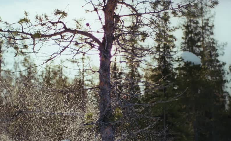 Snow blowing around a bare tree in winter
