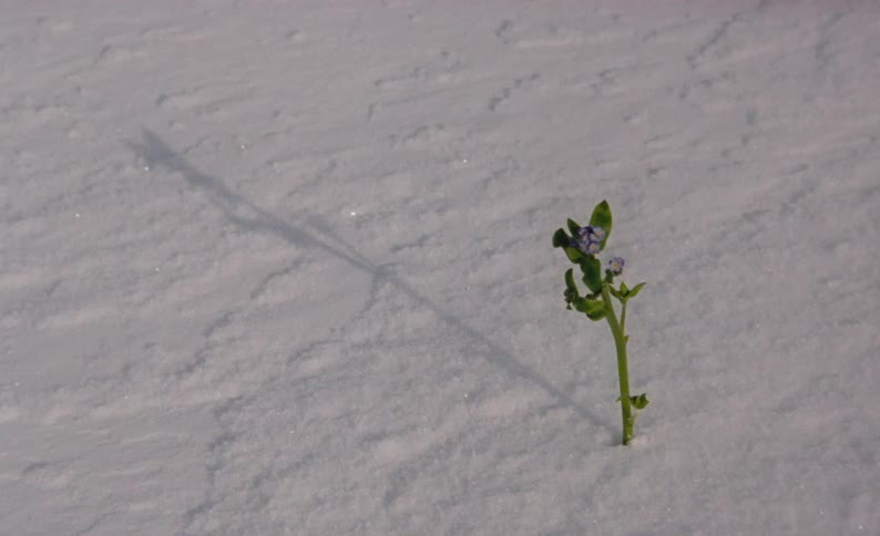 A single green plant sprouted out of sand or snow