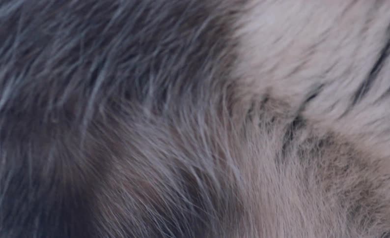 An up close of an animals white black gray and brown fur