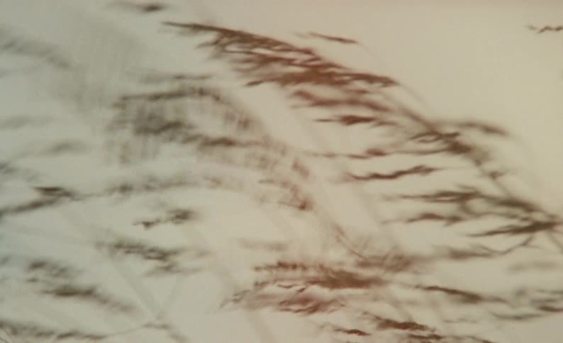 Tall brown grass blowing and shaking aggressively in the wind