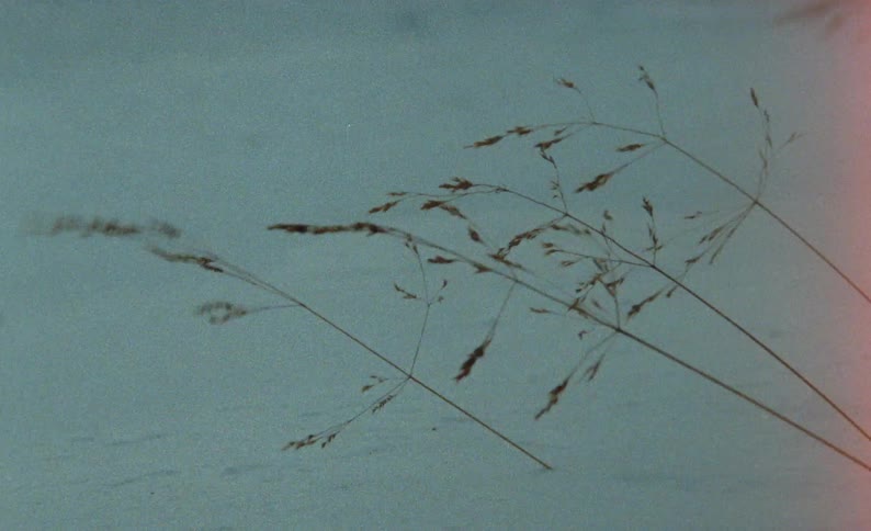 A few reeds of grass poking out of the snow covered ground