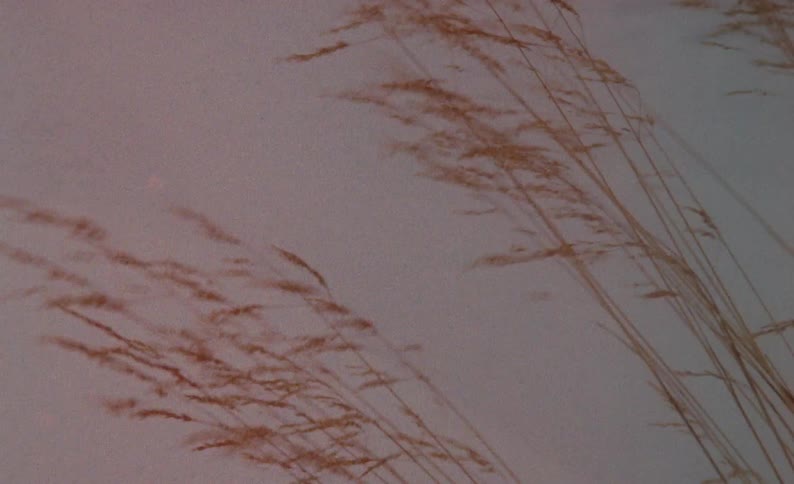Dried grass blowing in the wind