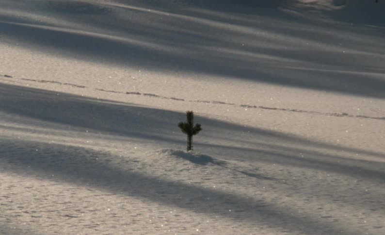 A single plant sprouting out of the snow covered ground