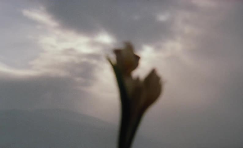 A blossoming flower against a mountain and gray sky