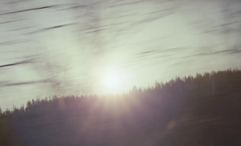 The sun shines down on trees in a forest