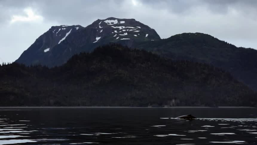 Finback whale pops out of the water and dives back in
