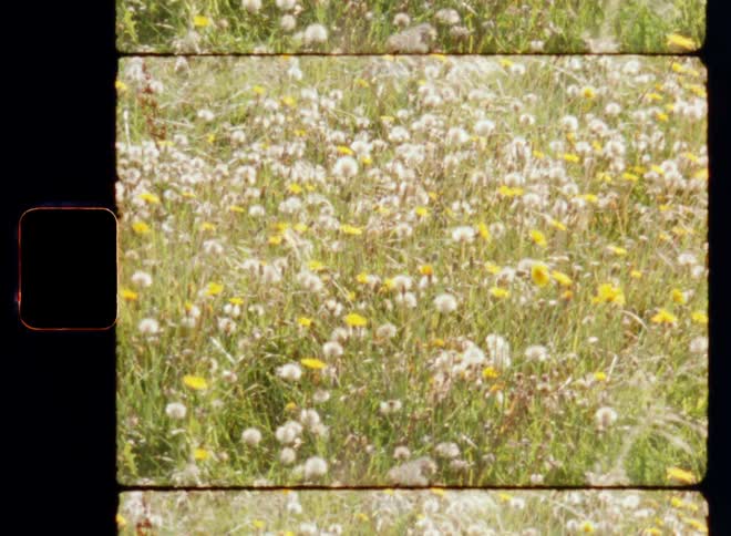 The sun shines on a green flower and grass meadow with dandelions that move in the breeze in a very relaxing and natural way on a windy spring day on nostalgic 8mm film