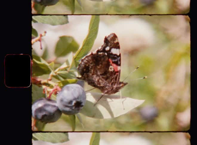 A colorful butterfly sits on the leaves of a green blueberry bush next to blue berries enjoying the sunshine on a warm summer evening in the fields of the countryside on old Super-8 mm film