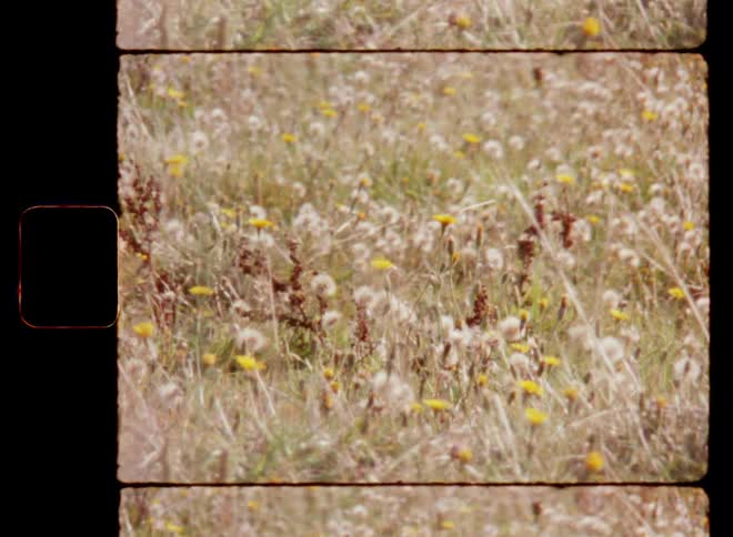 Medium shot of fluffy dandelions with yellow flowers and grass moving in a breeze in a field on a sunny summer day on Super-8 mm film