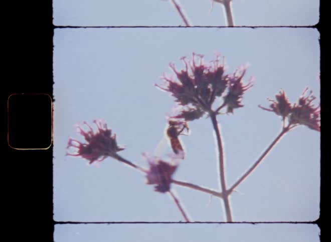 Wild bee flies from flower to flower eating nectar and collecting pollen to produce honey on a sunny spring day on Super-8 mm film