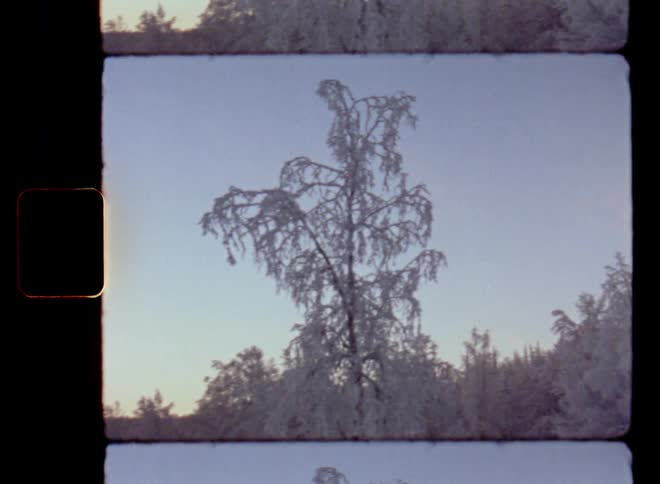 Silhouette of the frozen top of an iced-up tree in a bare winter forest landscape on a snowy February day with blue sky and fresh ice-cold air in untouched and pristine nature in the wilderness of northern Scandinavia during dusk in last daylight on 8mm