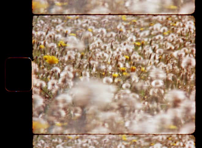 Ms on old Super 8 mm film of open field full of mostly white seeding dandelions and yellow flowers blowing in the wind in the morning summer sun