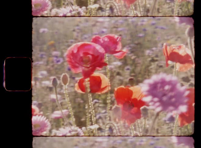 Close up of red and pink poppies and other colourful wildflowers blowing in the wind in the late afternoon of a warm spring day on vintage 8mm film