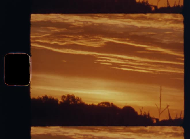 A golden sky during sun set above a silhouette of tree tops and branches swaying in the breeze on Super-8 mm film