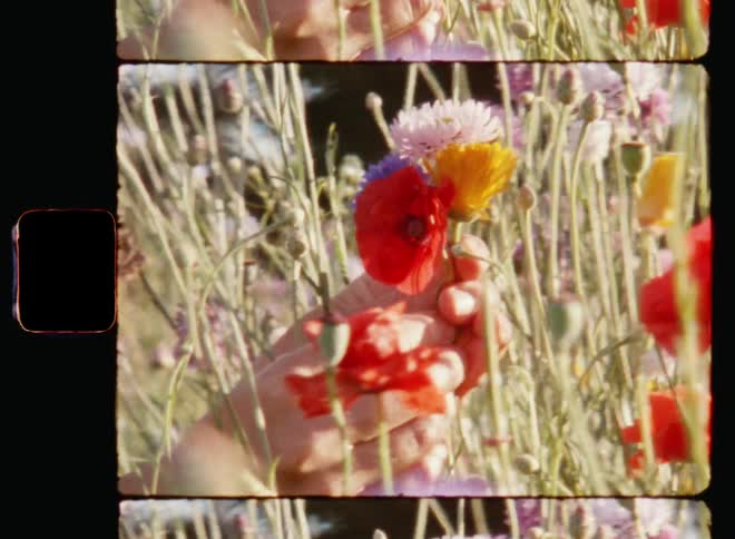 A brunette woman picks colorful wild flowers into a small bouquet and smiles as she brings them to her face and enjoys the relaxing smell of Mother Nature on a sunny summer day on analogue Super 8mm film