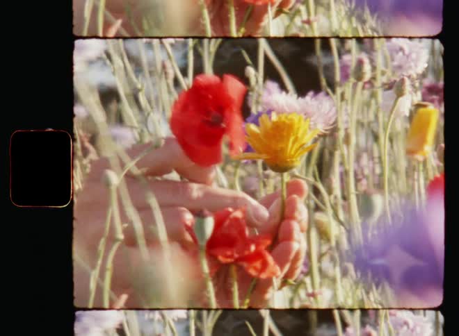 Super 8mm close up of one Caucasian female person with long brown hair picking and playing with colourful flowers during golden hour of a warm spring day in a flowering meadow in the fields on the countryside
