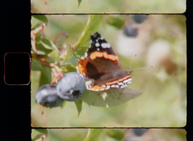 Super 8 mm film close up of a butterfly flapping his wings before he flies away from the green leaf of an organic blueberry plant with delicious blue berries