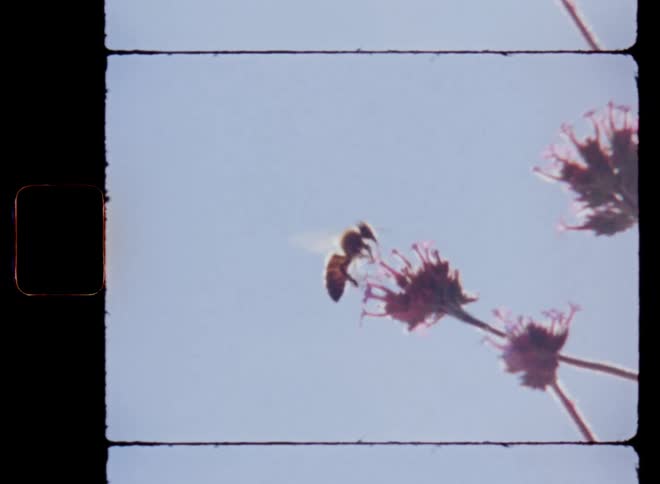 The evening sun shines on a honey bee flying and landing as it pollinates on a flower in front of the blue sky securing the next generation of plants and fruits during summer time on vintage 8 mm film