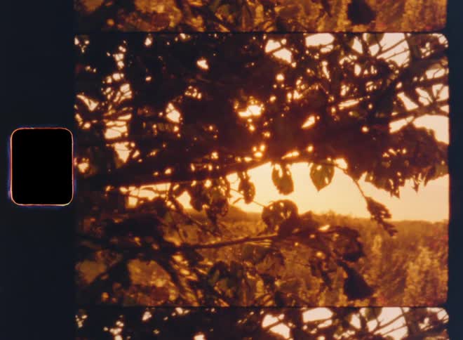 Bright golden sunlight shining through a silhouette of tree branches with leaves breaking through the foliage causing glare and vibrant lens flare on vintage Super 8mm film footage with nostalgic vibes
