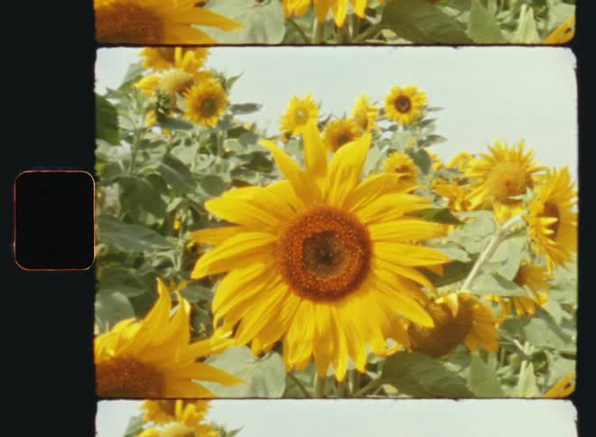 A field of organic sunflowers slightly moving in the breeze in the morning sun of a warm summer day on Super-8 mm film
