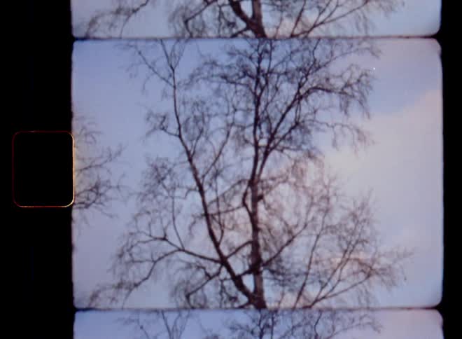 Tilting shot with vertical movement of a dead or leafless birch tree with bare branches and twigs without leaves in front of blue sky with white clouds in the backyard next to a house on a dark winter day on vintage 8mm film