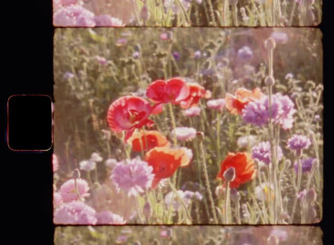 Super 8mm close up of purple red and pink wild flowers growing and blooming while moving slightly in the breeze in warm sunshine on a sunny summertime evening with lens flare