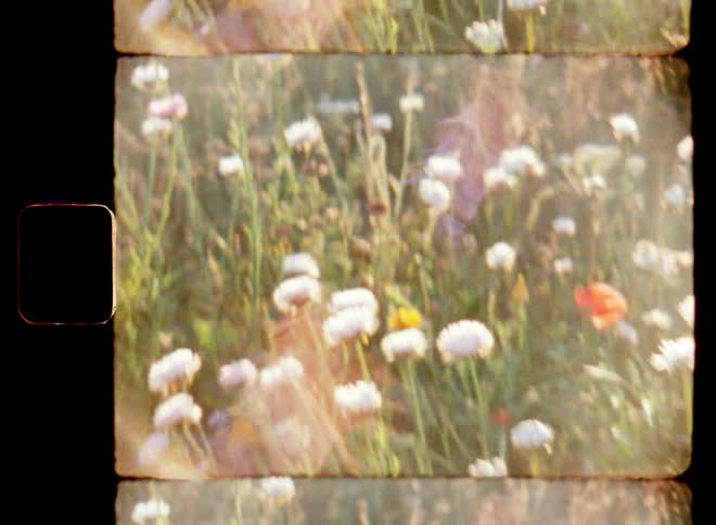 Handheld and shaky close up of wild and colourful flowering and blooming field of flowers in the warm morning sun of a beautiful springtime day in the country with vintage lens flares on Super 8mm film stock