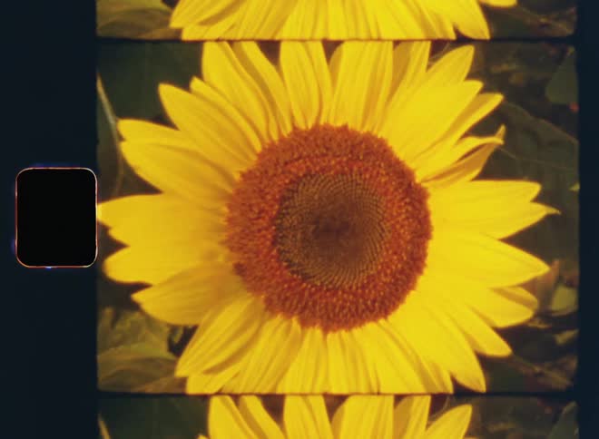 Super 8mm close up zooming out into wider view of a yellow sunflower in an idyllic countryside flower meadow in sunshine during golden hour of a warm summer day