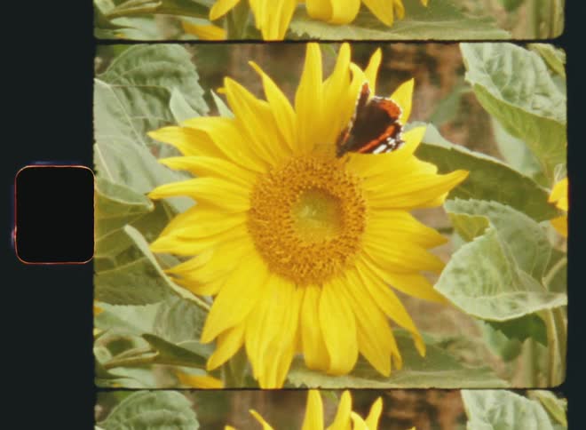 A butterfly scares away a honey bee and a bumblebee by flapping its wings while sitting on a yellow sunflower in bright sunshine on a sunny summertime day on vintage 8mm film with a nostalgic vibe