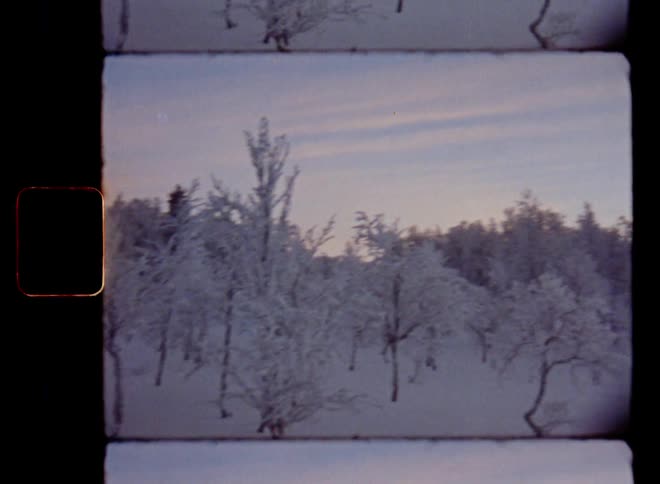 Panning Super 8 film shot of a frozen wetland or swamp with small birch trees above the arctic circle in extremely cold temperatures below freezing on a snowy hillside on a winter day with nature covered in ice and snow after a blizzard
