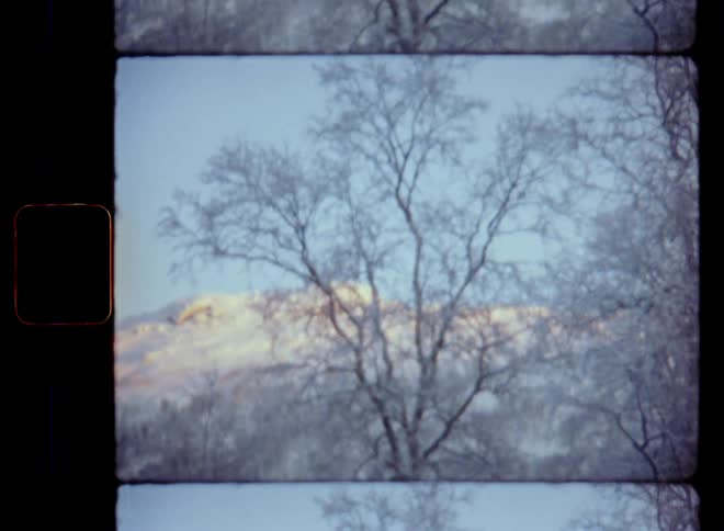 A tilting shot with upward camera movement of a bare birch tree without leaves in an arctic forest during a very cold winter with a huge and high mountain in the background as the sun shines onto the hill under the clear blue sky in fresh crisp air