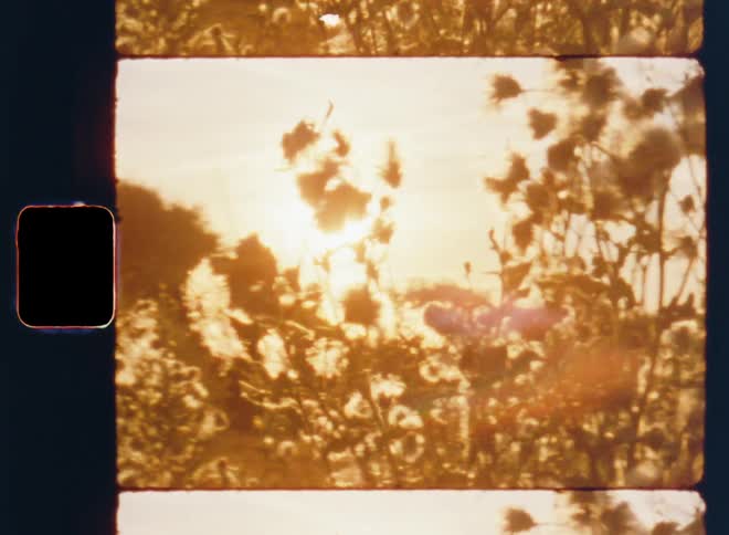 Low golden sunlight of a beautiful summer evening or morning shining on plants with fluffy flowers growing in a field and moving or swaying in the wind or breeze backlit by the bright rising or setting sun at the horizon