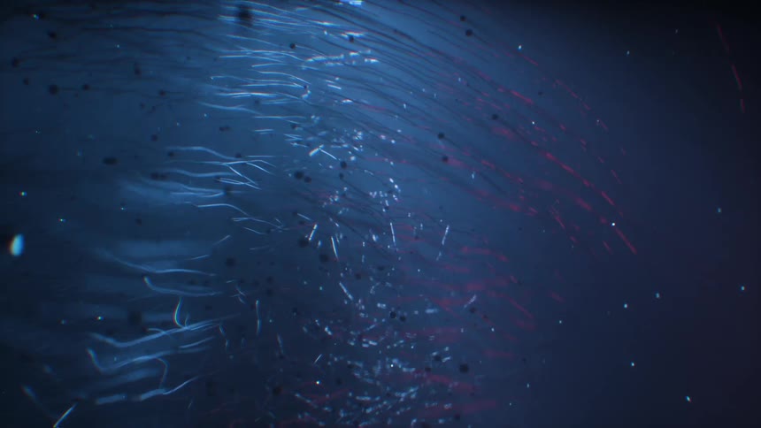 Underwater creatures leave trails as they float through the sea