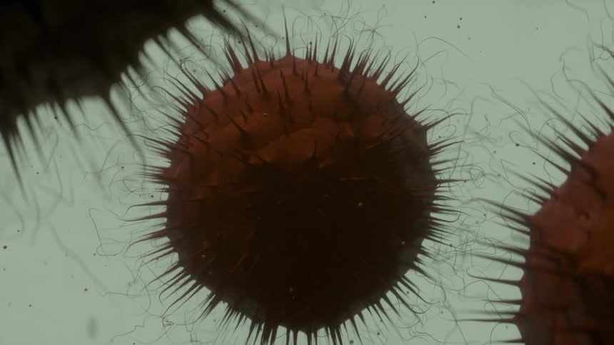 Close up of a spiky virus slowly spinning underwater
