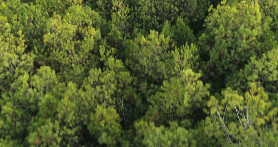 Aerial view of green forest