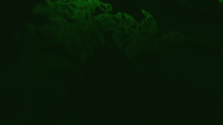 A view of bright green leaves at night