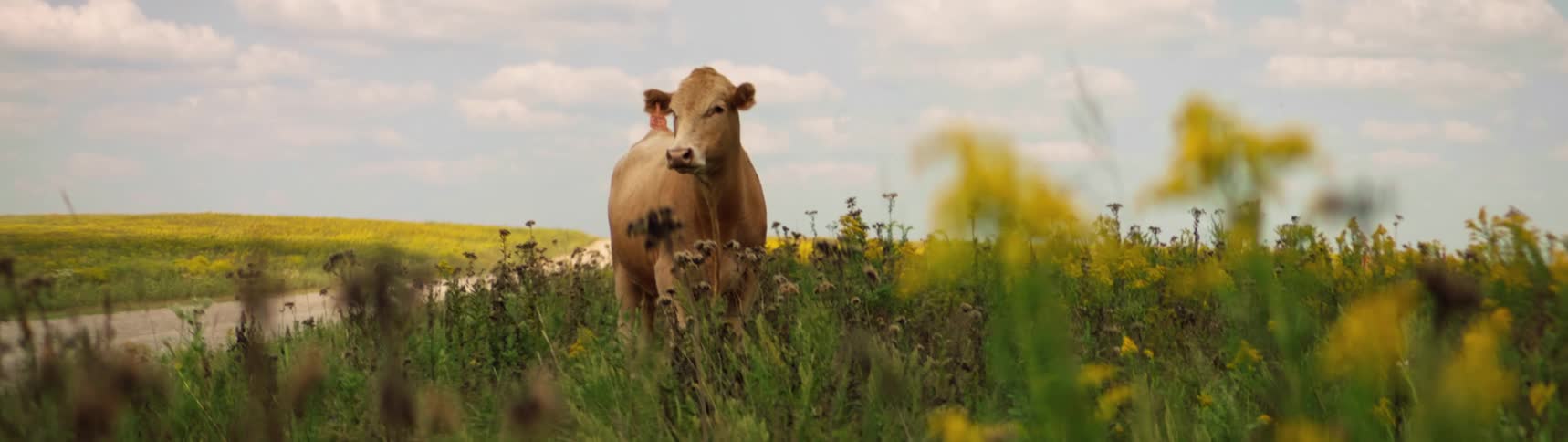 A cow is standing alone in a large among tall plants and flowers on a cloudy and breezy day