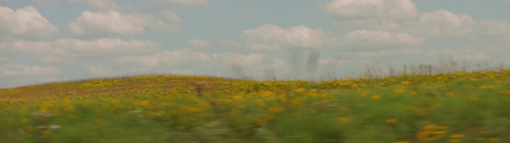 A field of grass is displayed during the spring time