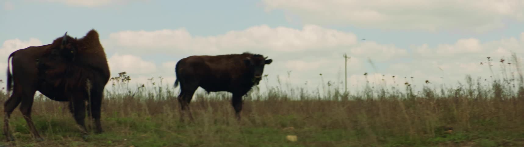 A herd of buffalos are grazing in an open field